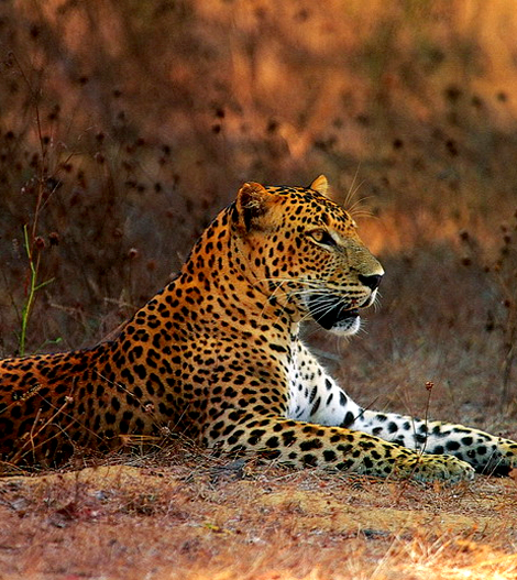 Yala Safari Jeeps Sri Lanka,Yala National Park Sri Lanka